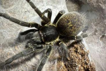Spinnen und Skorpione kaufen und verkaufen Foto: Harpactira sp. golden black 1Fh