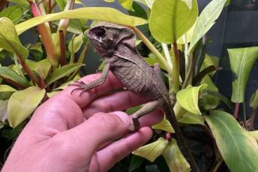 Lizards kaufen und verkaufen Photo: Corytophanes hernandesii for houten Lizards kaufen und verkaufen Photo: Corytophanes hernandesii for houten