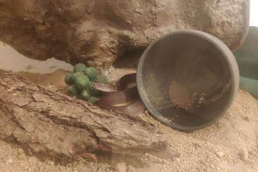 Snakes kaufen und verkaufen Photo: Afrikanische Hausschlange 