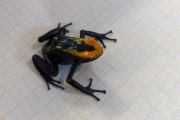 Poison dart frogs kaufen und verkaufen Photo: Tinctorius Brasilianer 1.0.0