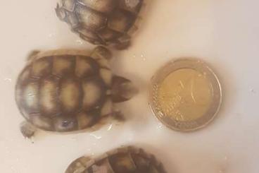 Tortoises kaufen und verkaufen Photo: Breitrandschildkröte, testudo marginata, Landschildkröten 
