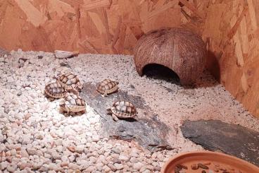 Tortoises kaufen und verkaufen Photo: Breitrandschildkröte, testudo marginata 