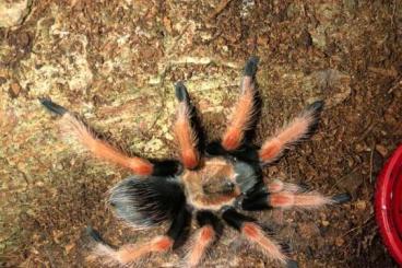 - bird spiders kaufen und verkaufen Photo: Futterspender gesucht ! Gerne komplett für kleines Geld ! 