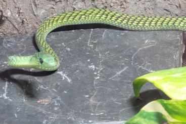 Giftschlangen kaufen und verkaufen Foto: Dendroaspis, Naja, Crotalus zu verkaufen 