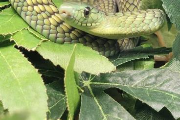 Venomous snakes kaufen und verkaufen Photo: Biete diverse Giftschlangen 