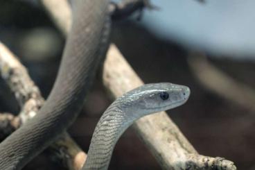 Giftschlangen kaufen und verkaufen Foto: Suche Dendroaspis polylepis 