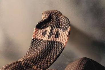 Venomous snakes kaufen und verkaufen Photo: Biete 1.1 Naja Atra Pärchen 