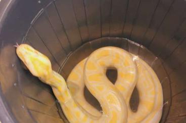 Snakes kaufen und verkaufen Photo: Biete 1.0 albino Python bivittatus