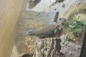 other lizards kaufen und verkaufen Photo: Hello, I have Uromastyx phileya and Uromastyx thomsi to show