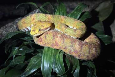 Giftschlangen kaufen und verkaufen Foto: Bothriechis nigroadspersus