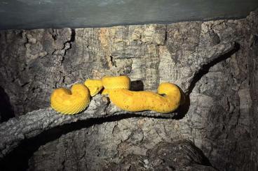 Venomous snakes kaufen und verkaufen Photo: Bothriechis nigroadspersus