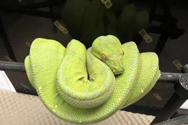 Snakes kaufen und verkaufen Photo: Morelia Viridis Cb 22 Glaser x Manokwari