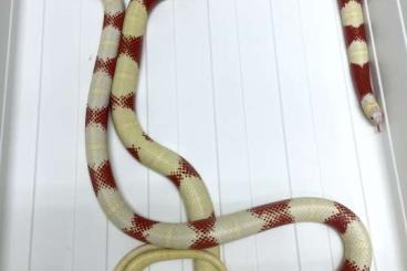 Nattern ungiftige  kaufen und verkaufen Foto: Lampropeltis polyzona nelsoni adult pair