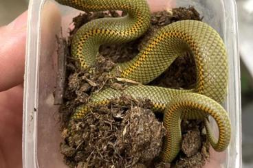 Colubrids kaufen und verkaufen Photo: Lamprophis aurora (Aurora house snake) pair 