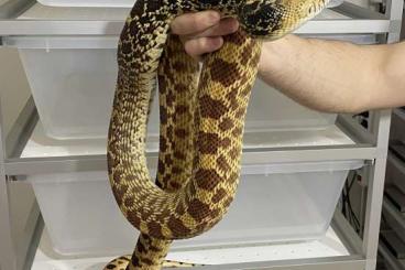 Nattern ungiftige  kaufen und verkaufen Foto: Adult proven breeder females bullsnake 