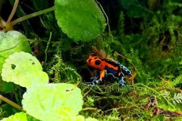 Poison dart frogs kaufen und verkaufen Photo: Ranitomeya imitator Varadero