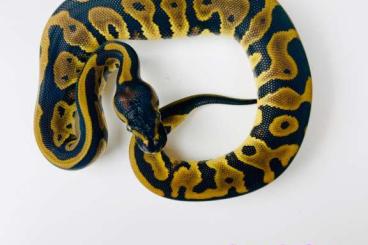 Ball Pythons kaufen und verkaufen Photo: Diverse königspythons von 19 und 22