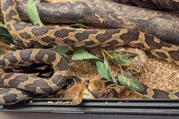 Colubrids kaufen und verkaufen Photo: Biete Lampropeltis, Scotophis + Pantherophis