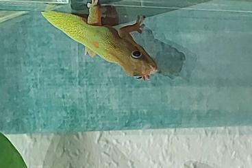 Geckos kaufen und verkaufen Photo: Phelsuma Laticauda Weibchen dringend gesucht