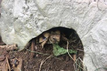 Landschildkröten kaufen und verkaufen Foto: Testudo kleinmanni cb 2024 