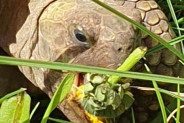 Turtles and Tortoises kaufen und verkaufen Photo: Suche weibliche Testudo horsfieldii 