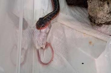 Schlangen kaufen und verkaufen Foto: Suche Thamnophis sirtalis flam