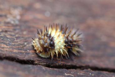 Krebstiere terrestrisch  kaufen und verkaufen Foto: Isopoda spec. "White Stripe Spiky"