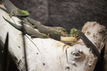 Geckos kaufen und verkaufen Photo: Verkauf Adulte Phelsuma standingi