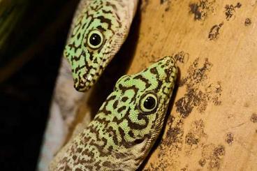 Geckos kaufen und verkaufen Foto: Phelsuma standingi Jungtiere sowie Zuchtpaar abzugeben