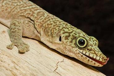 Geckos kaufen und verkaufen Photo: Gebe ab Phelsuma standingi