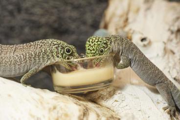 Geckos kaufen und verkaufen Photo: Gebe ab 4,0 Phelsuma standingi