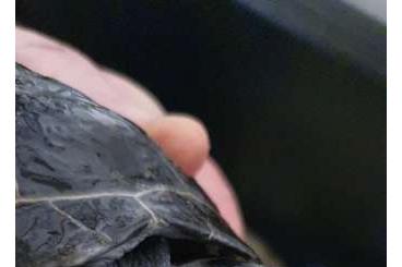 Turtles and Tortoises kaufen und verkaufen Photo: Podocnemis Unifilis / Terekay Schienenschildkröten 