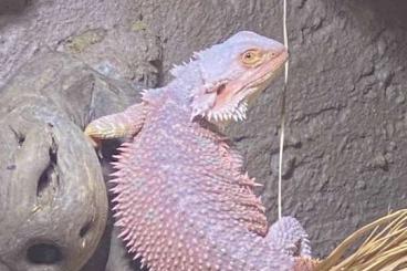 Bearded dragons kaufen und verkaufen Photo: Bartagame 2 Jahre alt abzugeben