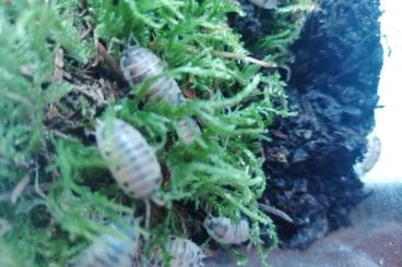 Krebstiere terrestrisch  kaufen und verkaufen Foto: Porcellio laevis, Panda ???? 30 adulte Tiere 