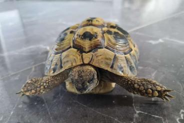 Tortoises kaufen und verkaufen Photo: Testudo hermanni Zuchtpaar, 2 griechische Landschildkröten 