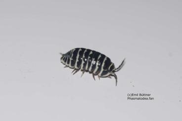 Insects kaufen und verkaufen Photo: Asseln Isopods Insektentauschbörse Frankfurt 2.11.24