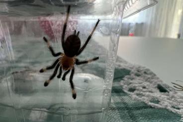 - bird spiders kaufen und verkaufen Photo: Ps.Irminia spiderlinge ca 3/4 fh