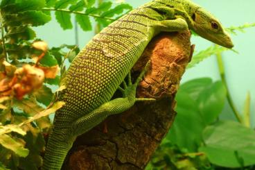 Monitor lizards kaufen und verkaufen Photo: Looking for / Suche nach (Varanus prasinus)