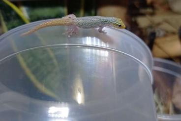 Geckos kaufen und verkaufen Foto: Lygodactylus conraui available for next Hamm