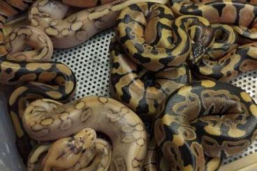 Schlangen kaufen und verkaufen Foto: Nbízím mladé Python regius 