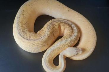 Ball Pythons kaufen und verkaufen Photo: 0.1 Calico Fire Pinstripe Super Pastel...