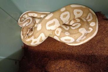 Königspythons kaufen und verkaufen Foto: 0.1 Calico Fire Pinstripe Super Pastel...