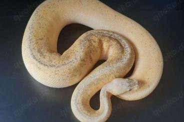 Königspythons kaufen und verkaufen Foto: Königspython 0.1 Calico Fire Pinstripe Super Pastel 