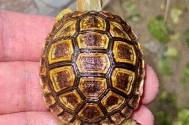 Schildkröten  kaufen und verkaufen Foto: Tortoises available for Hamm