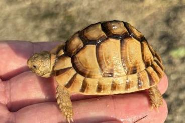 Landschildkröten kaufen und verkaufen Foto: Tortoises available for Hamm