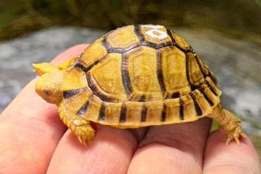 Turtles and Tortoises kaufen und verkaufen Photo: Last chance for Hamm Schildkröten