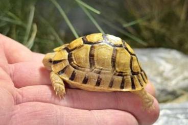 Landschildkröten kaufen und verkaufen Foto: Testudo kleinmannis for Hamm