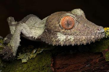 Geckos kaufen und verkaufen Photo: Suche Uroplatus phantasticus 0.1 adult/subadult