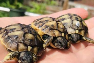 Tortoises kaufen und verkaufen Photo: Europäische Landschildkröten 