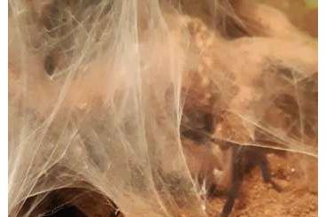 Spiders and Scorpions kaufen und verkaufen Photo: verschiedene Vogelspinnen abzugeben 